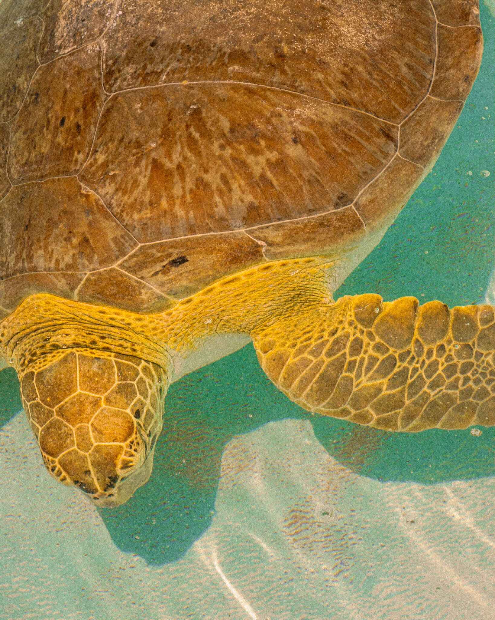 sea turtle in the marathon florida turtle hospital