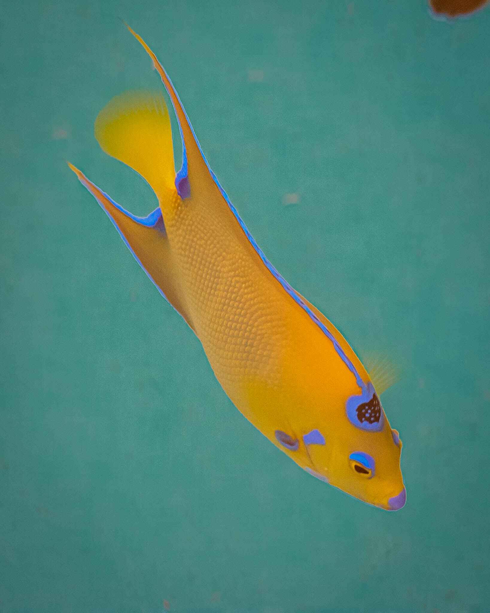 Fish at Crane Point Nature Center