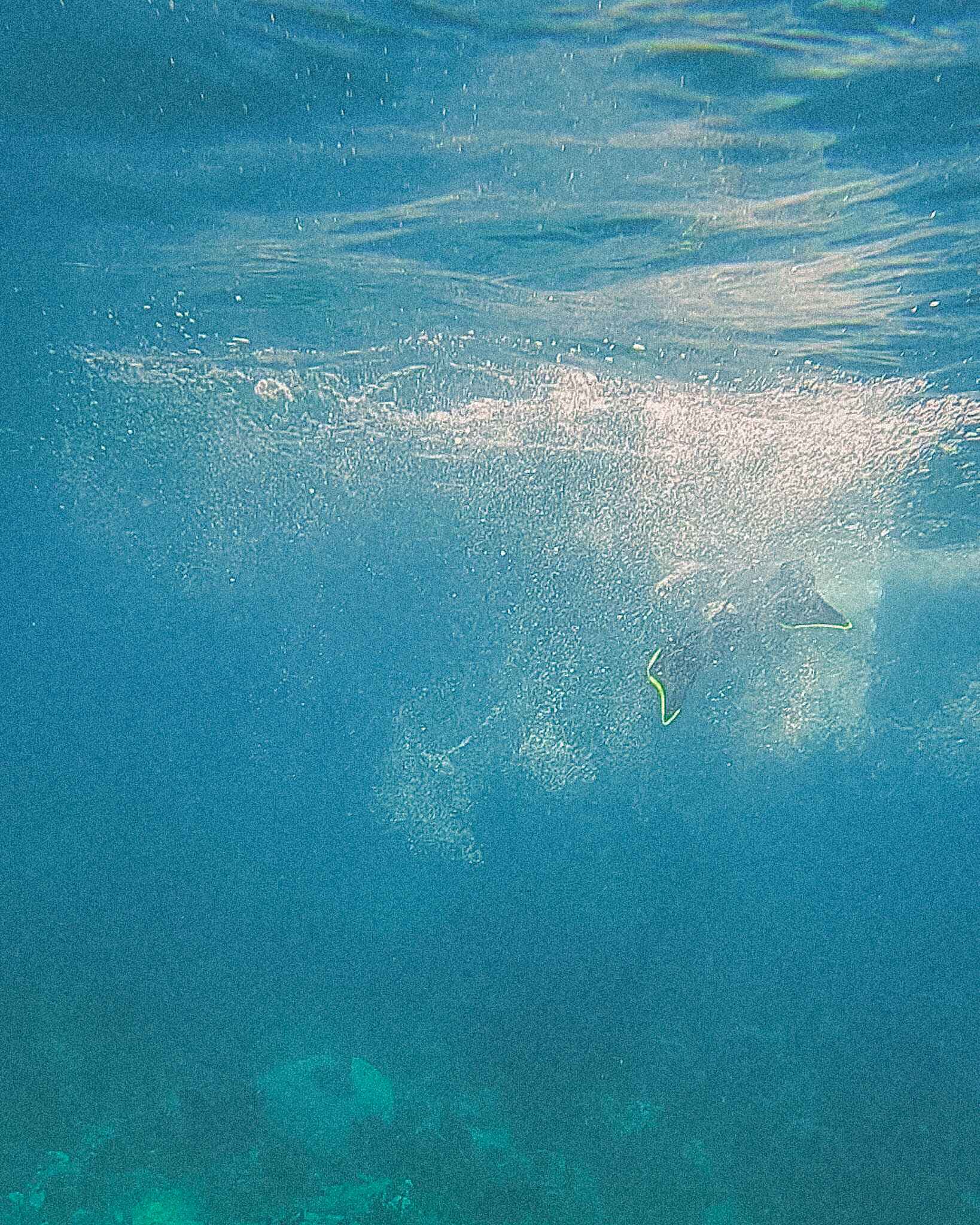Snorkeling near Marathon, Florida