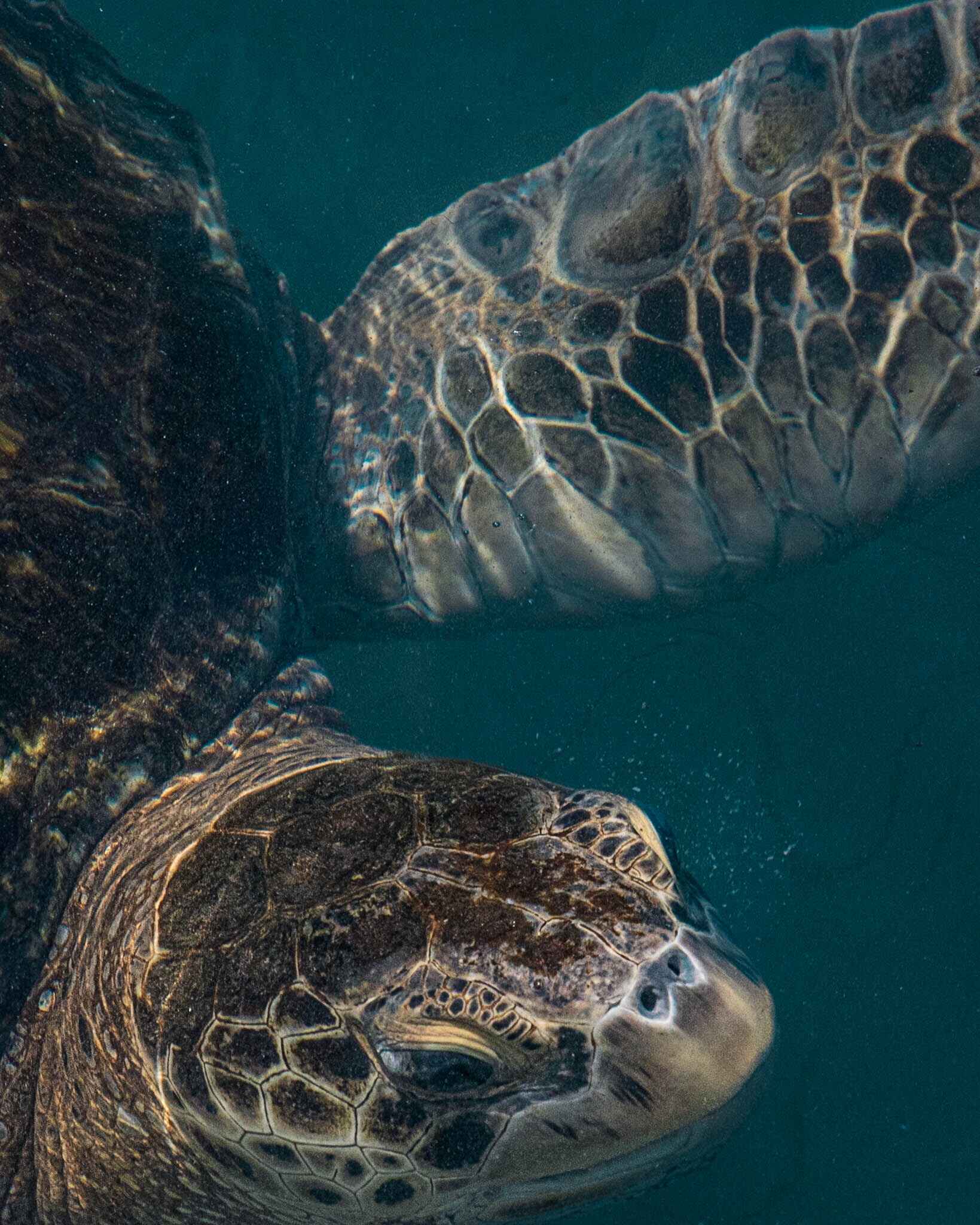 sea turtles in the marathon florida turtle hospital