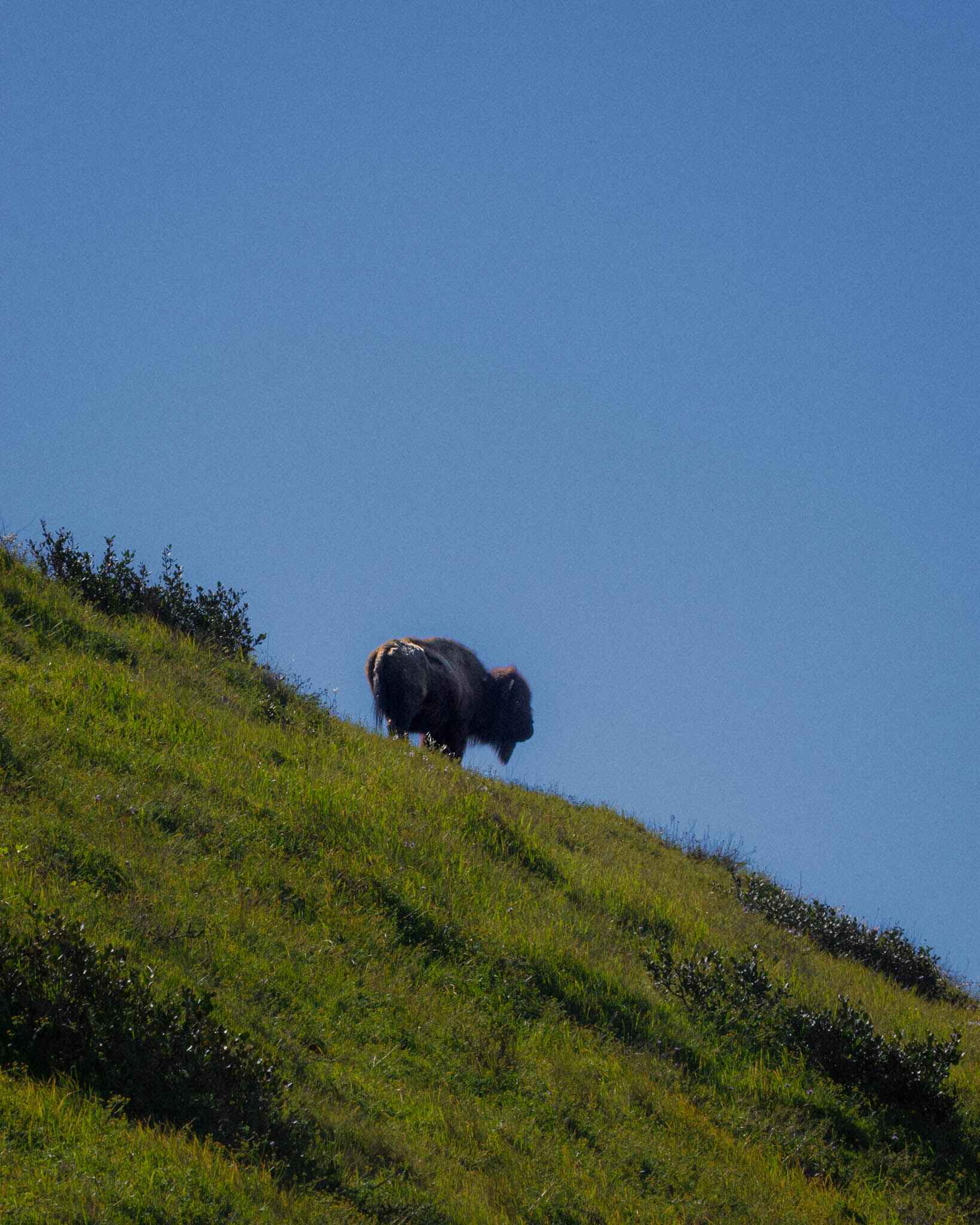 Buffalo on the a hill on the Trans Catalina Trail