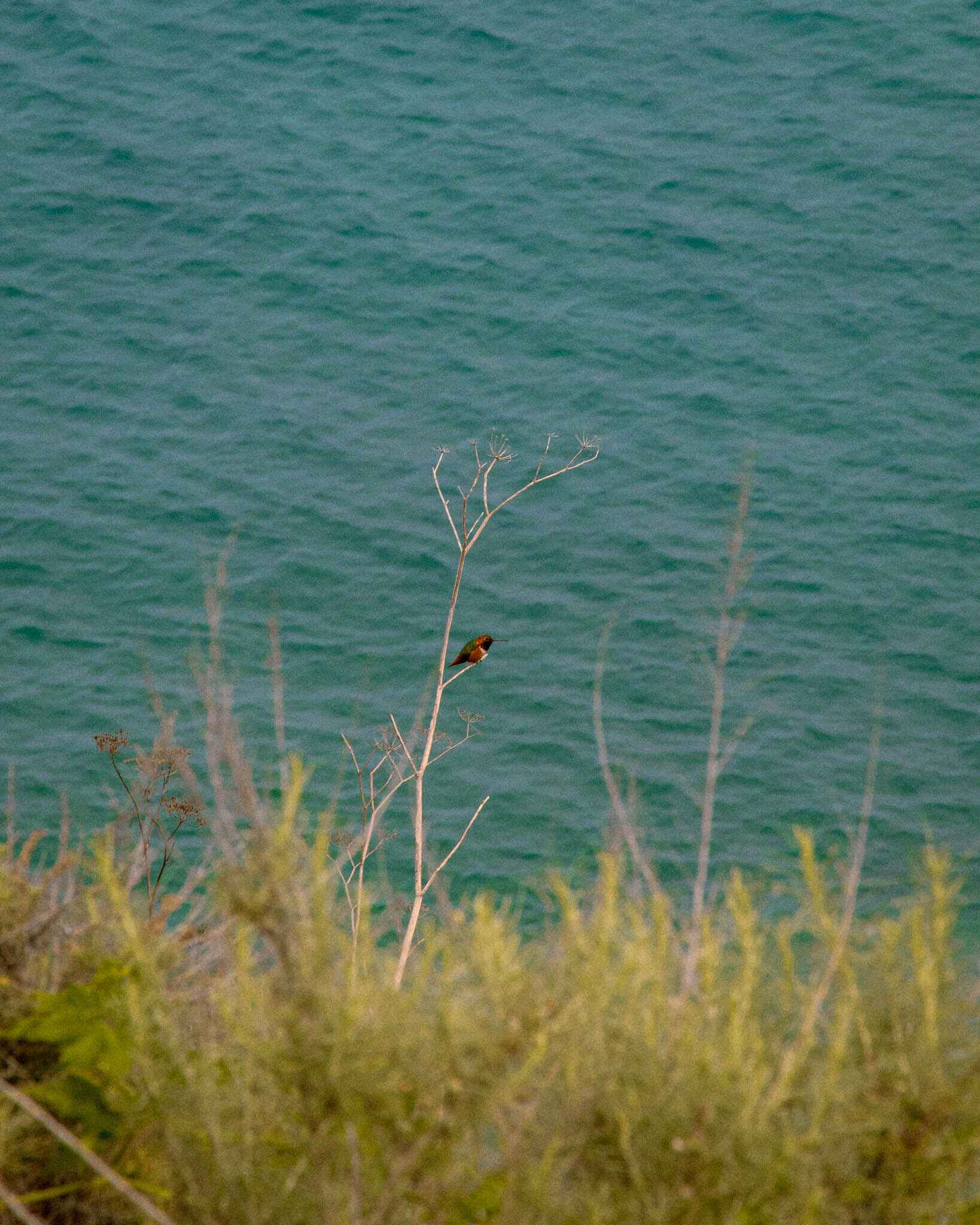 An endemic hummingbird above the ocean on Catalina Island