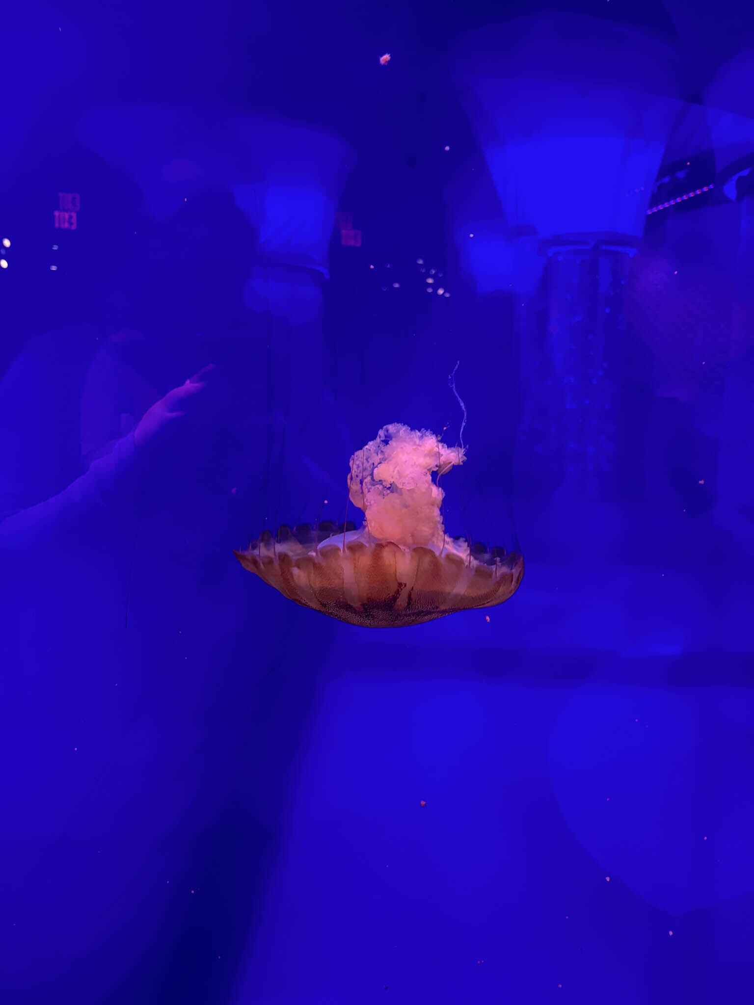a jellyfish at the Roanoke Island Aquarium near Nags Head, North Carolina