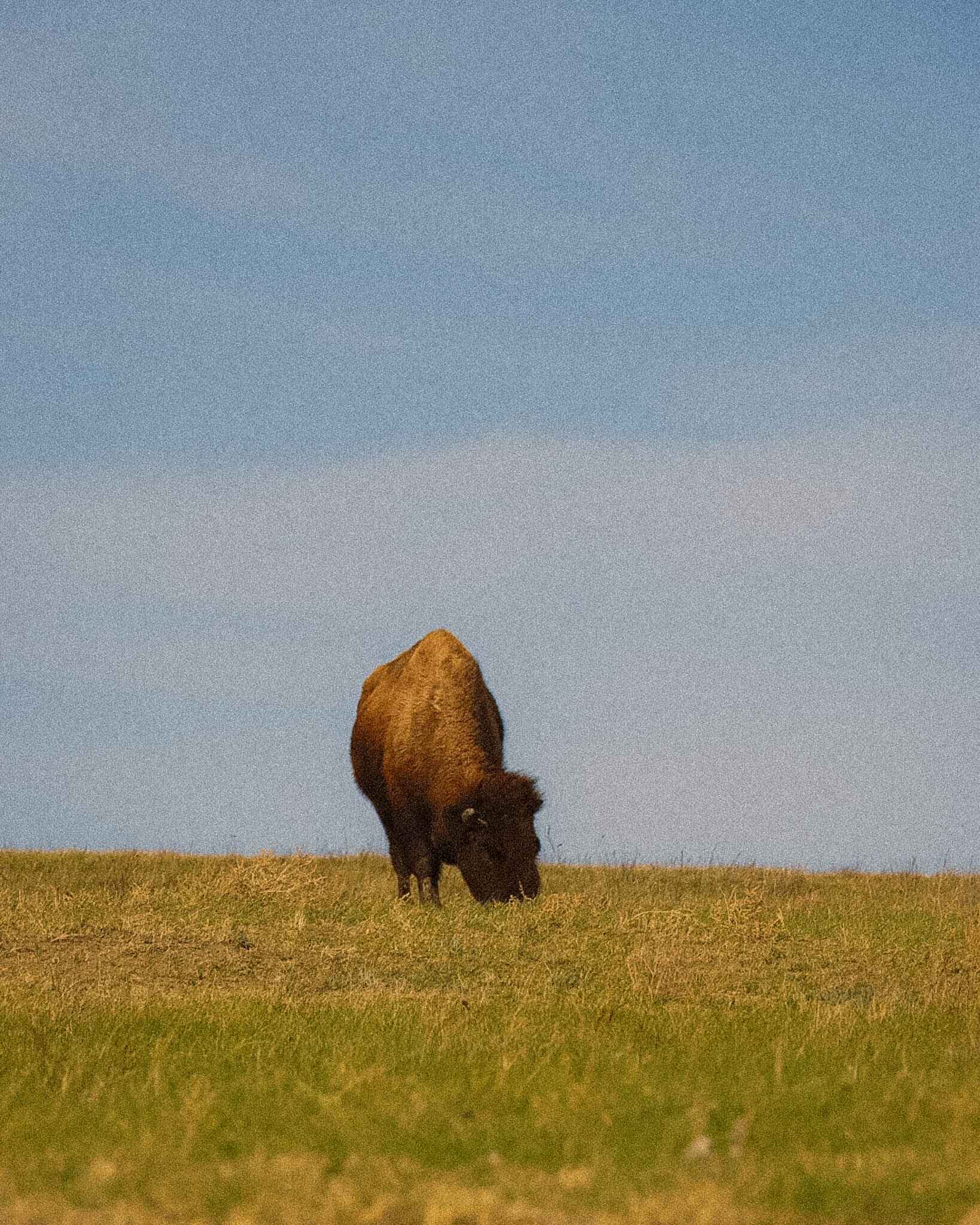 bison in theodore roosevelt national park