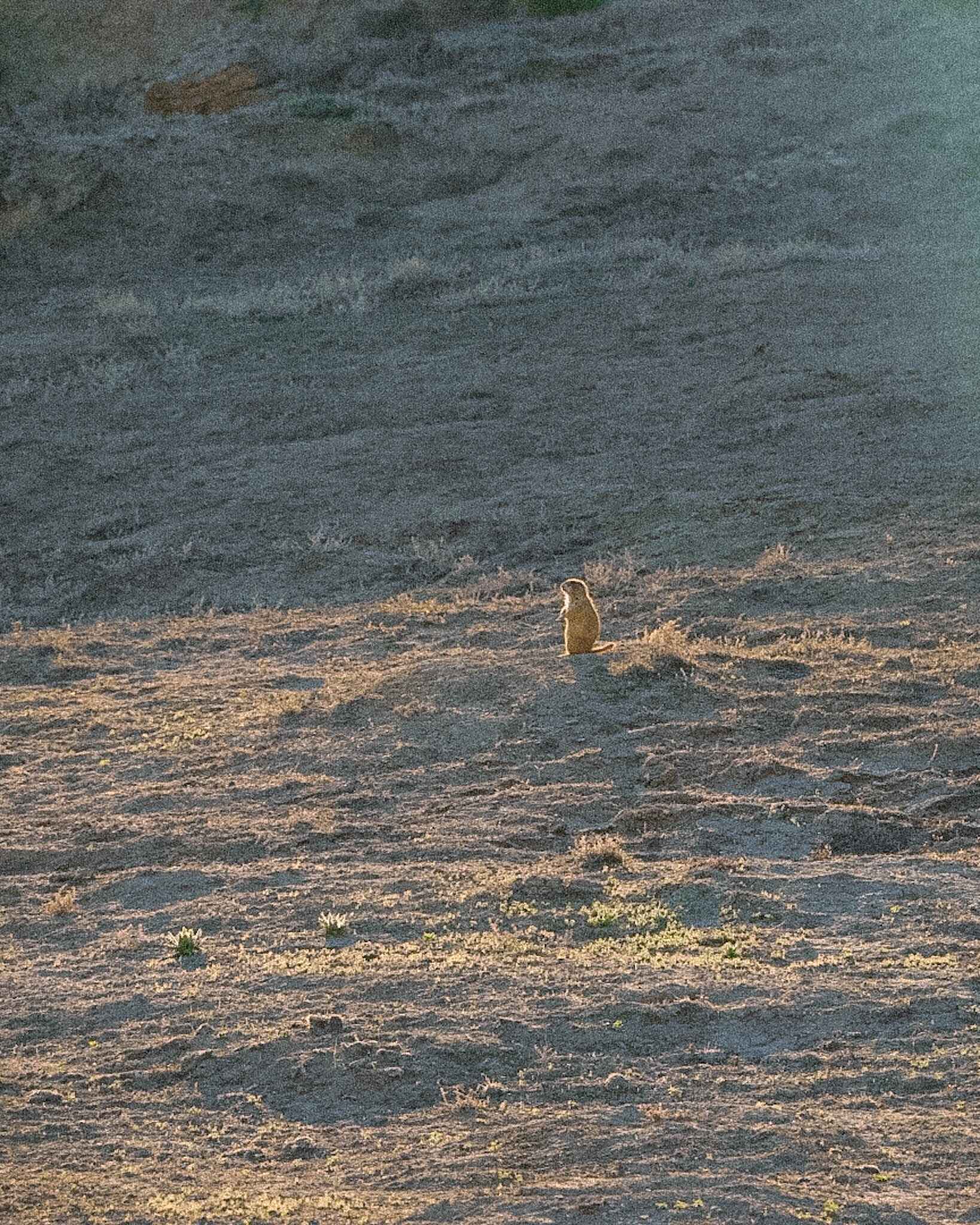 a prairie dog in theodore roosevelt national park