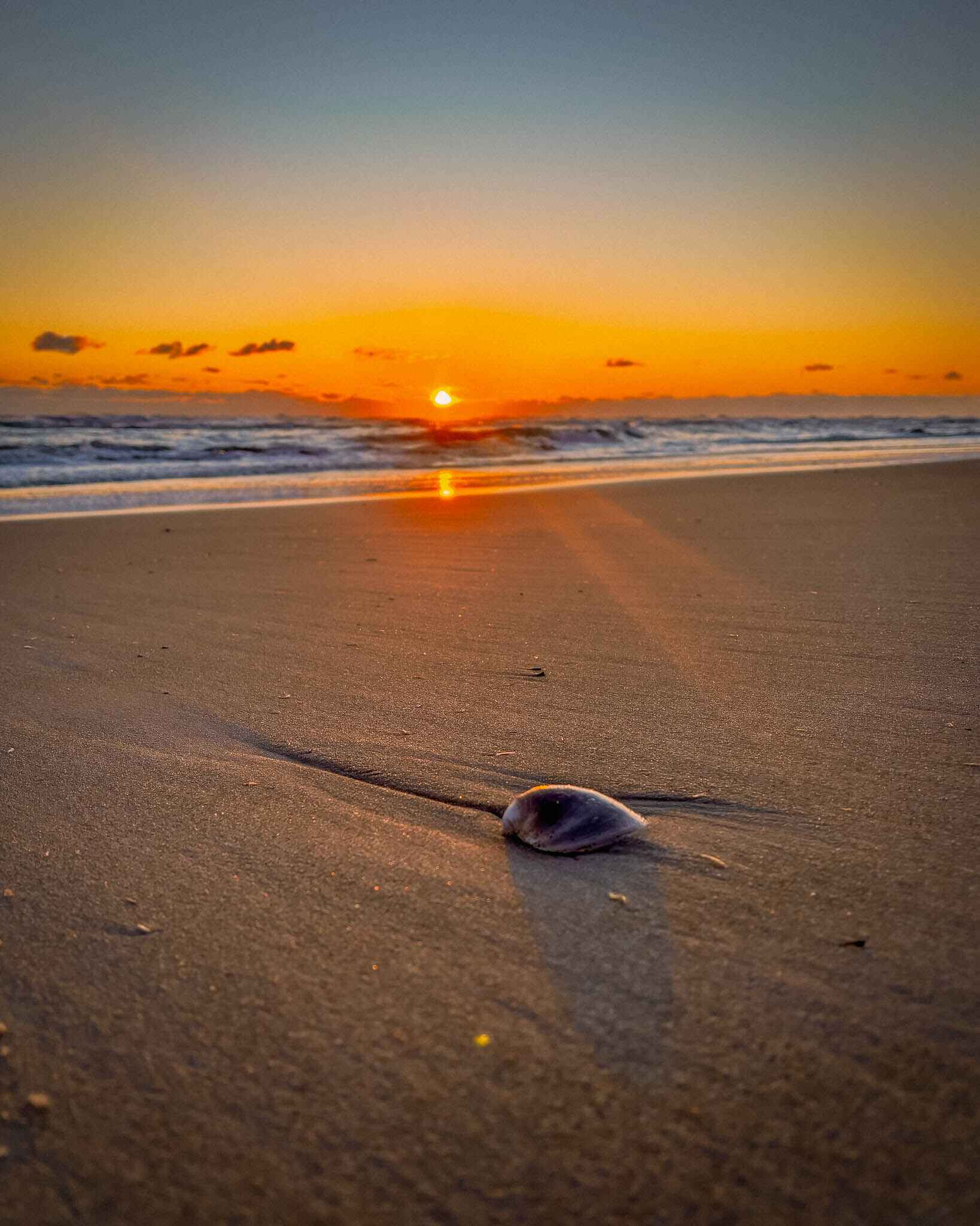 A shell sits in the sand as the sun rises over the Atlantic Ocean on North Carolina's Outer Banks