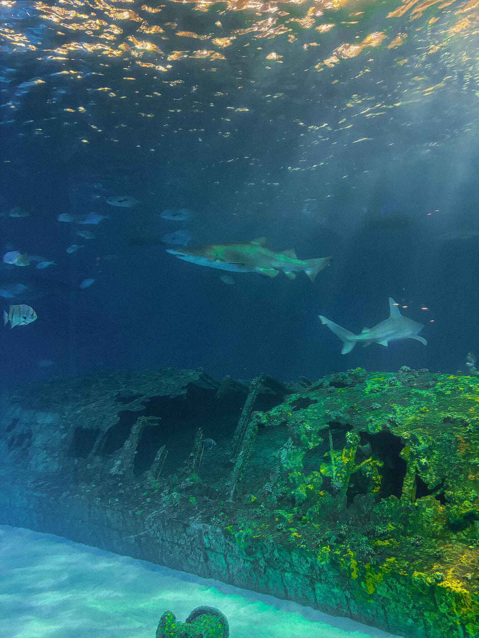 Sharks and a shipwreck reef at the Roanoke Island Aquarium near Nags Head, NC