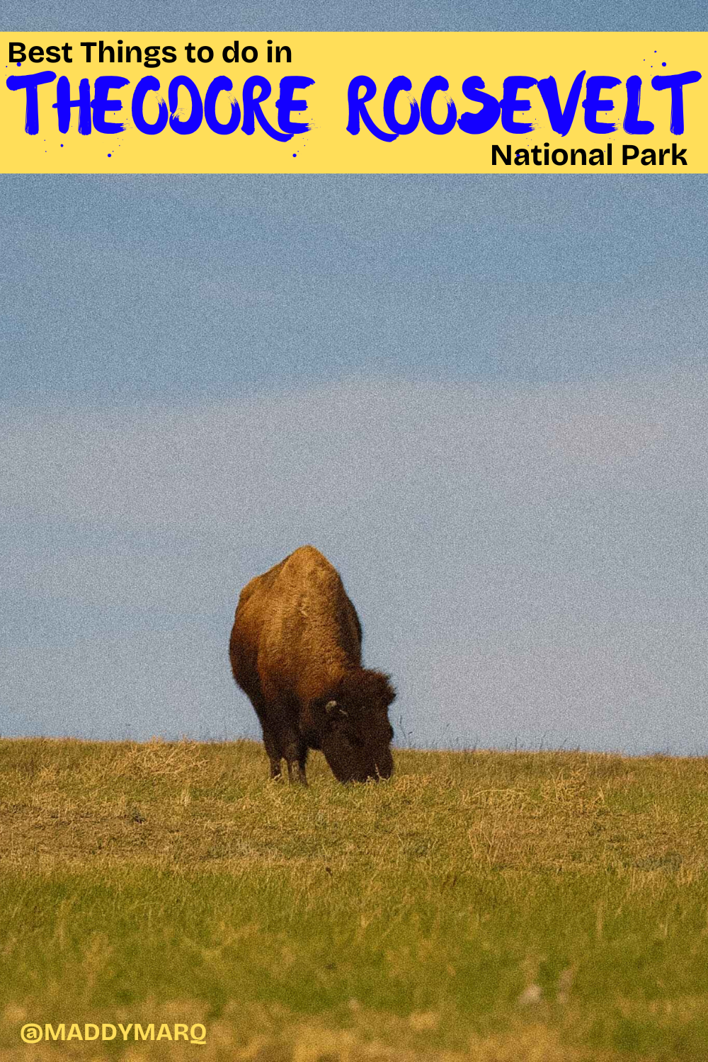 text best things to do in theodore roosevelt national park written over image of a bison grazign