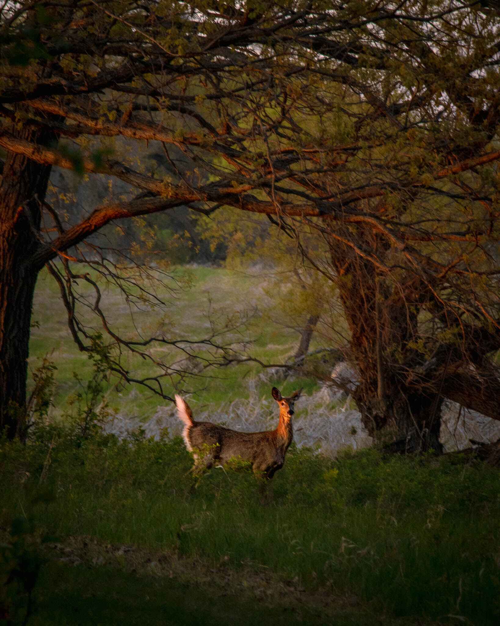 A deer is lit by sunset colors in the woods adjacent the Minnesota prairie