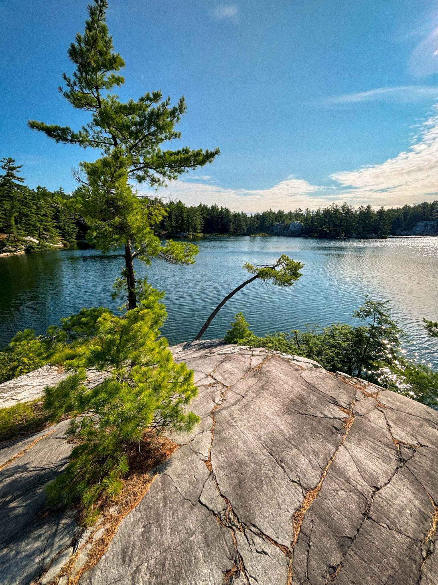 A treek leans out over a blue lake in Killarney provinical Park