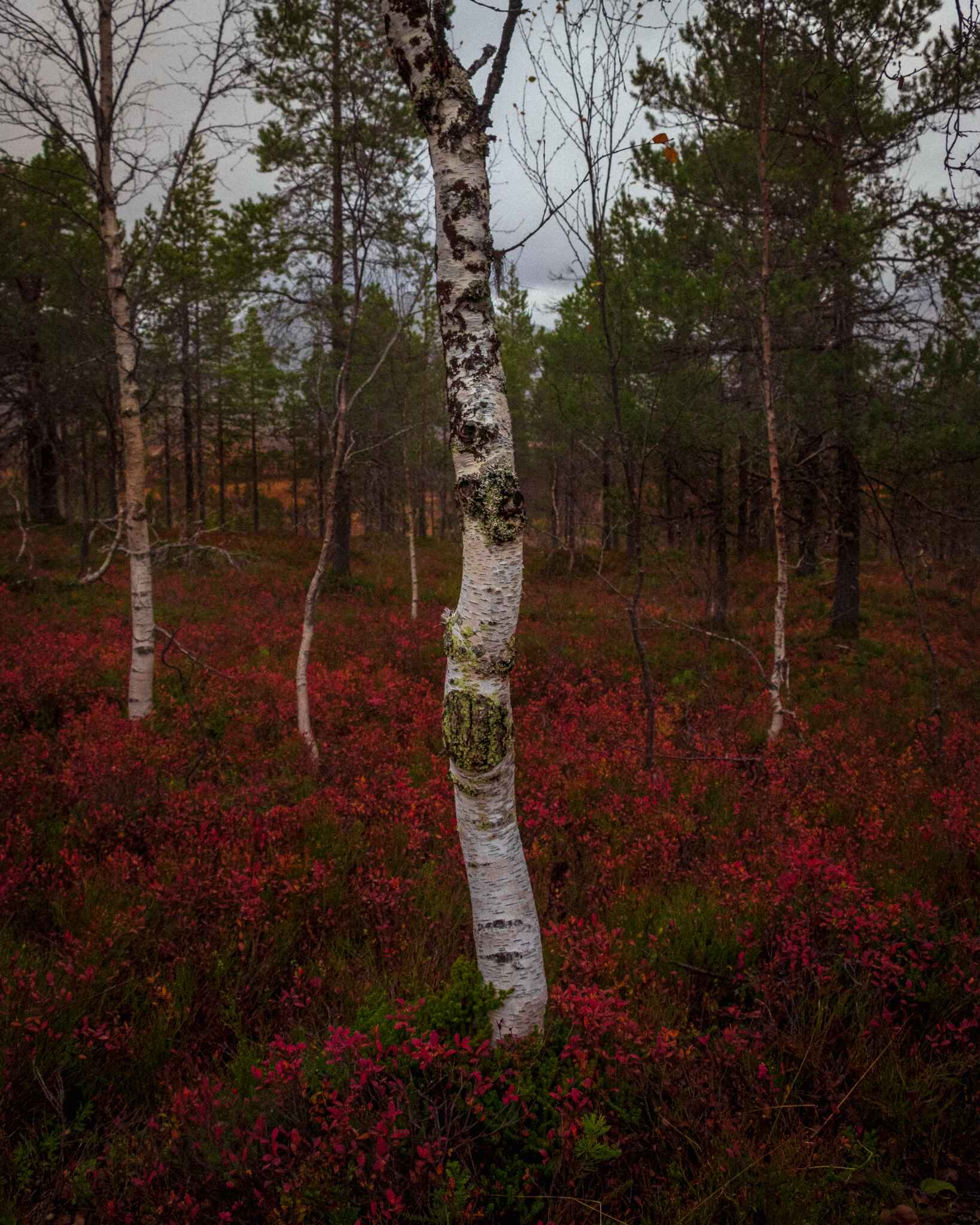 A birch tree stands out against a carpet of red bush fall color in Ånderdalen National Park