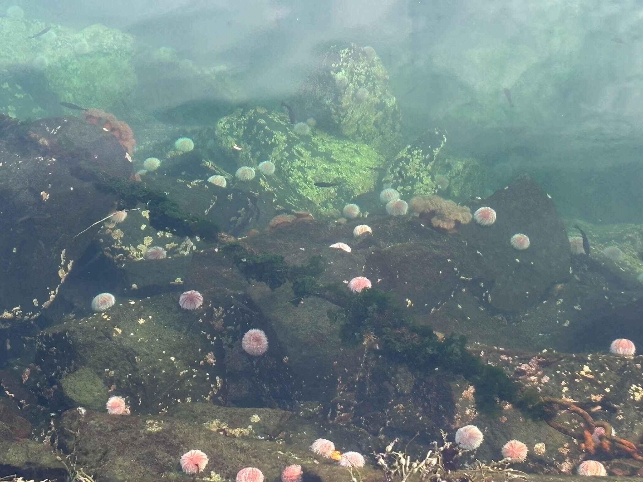 Image of sea urchins, small fish, and anemones in the Arctic Ocean