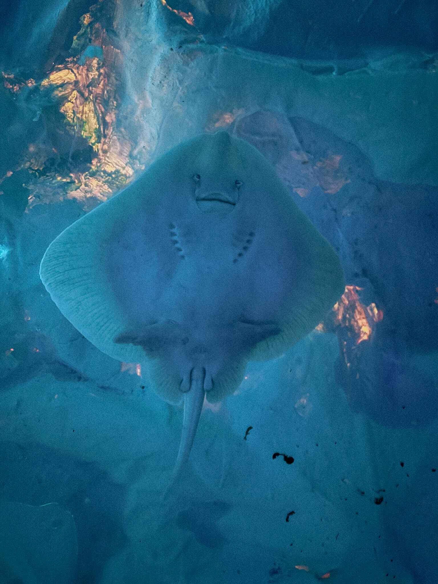 image of a ray from below in the Polaria (polar aquarium) in Tromso, Norway