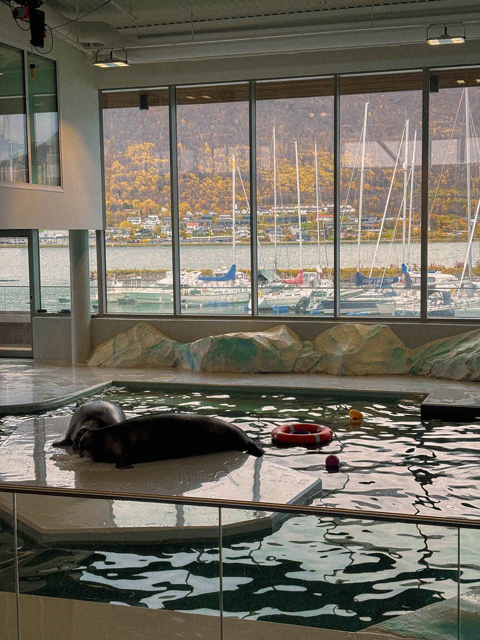 Image of the seals at Polaria in Tromso, Norway